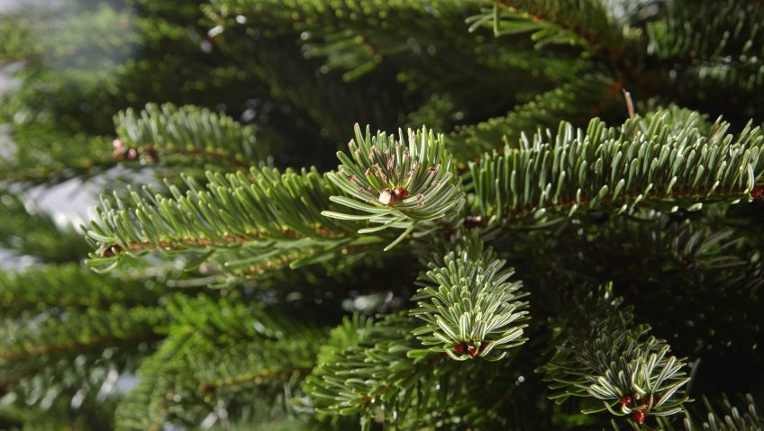 sapin épicea épines