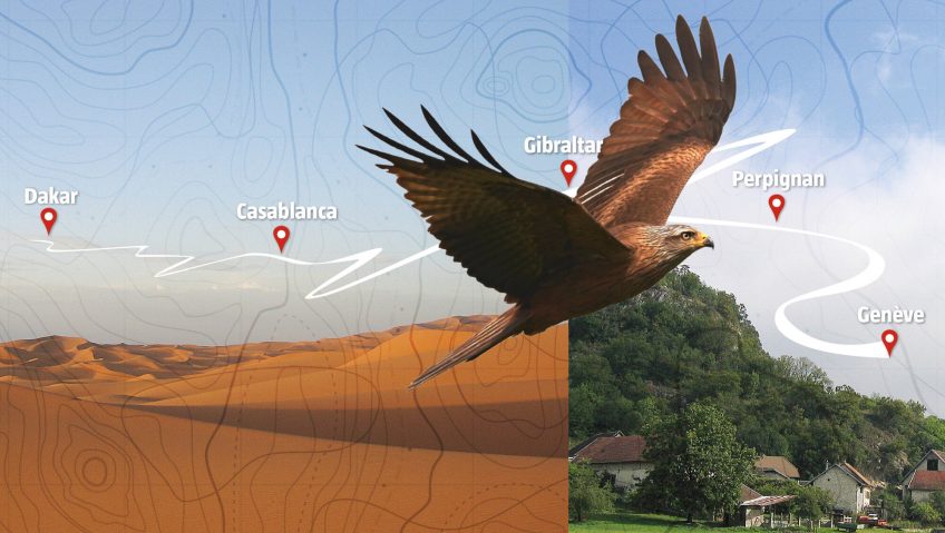 milan noir migration carte tracé