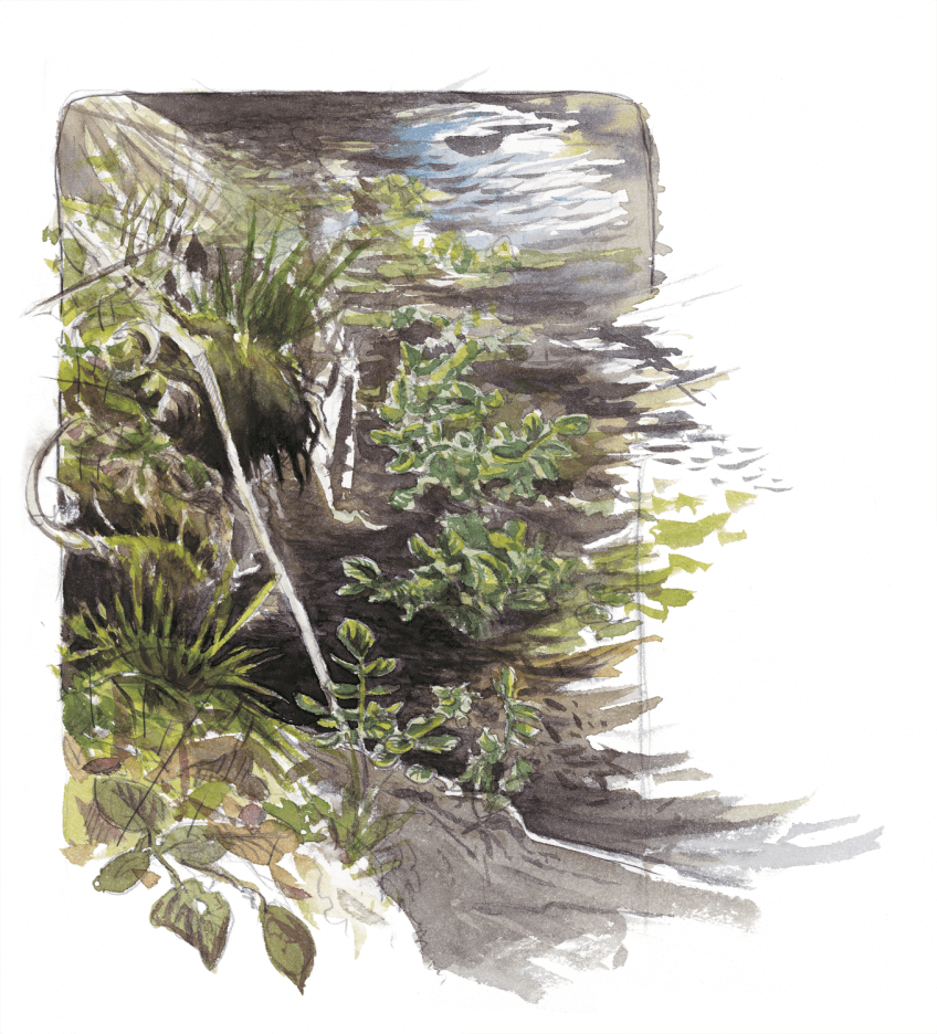 Balade de février, ambiance oiseaux - La Salamandre