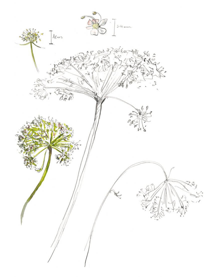 Angélique dessin angélique Balade d'août, déjà l'automne ? - La Salamandre