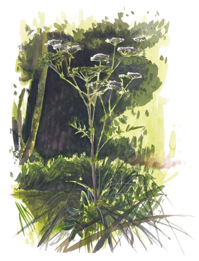 Angélique dessin angélique Balade d'août, déjà l'automne ? - La Salamandre