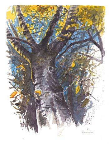 Balade de novembre, et les busards ? - La Salamandre dessin bouleau