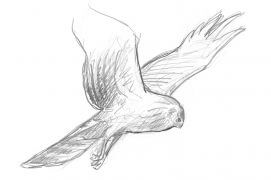 Busard Saint-Martin / © Laurent Willenegger