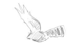 Busard Saint-Martin / © Laurent Willenegger