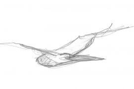 Busard Saint-Martin / © Laurent Willenegger