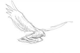 Busard Saint-Martin / © Laurent Willenegger