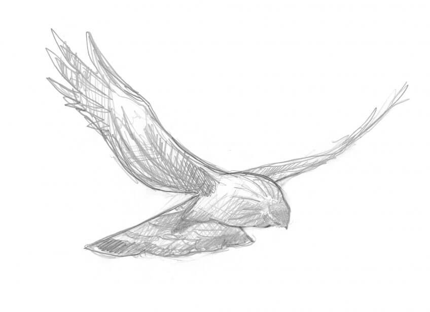 Busard Saint-Martin Balade de décembre, au douxième matin - La Salamandre dessin busard