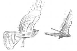 Busard Saint-Martin en chasse (à gauche) / © Laurent Willenegger