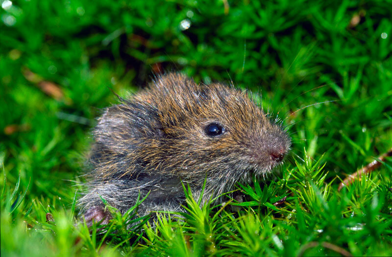 Campagnol agreste campagnol balade de juillet, enfin la pluie ! - La Salamandre