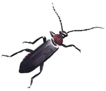 Clairon dessin clairon Balade d'août, déjà l'automne ? - La Salamandre