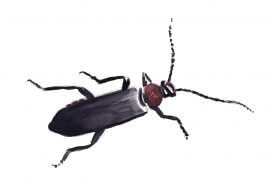 Clairon / © Laurent Willenegger