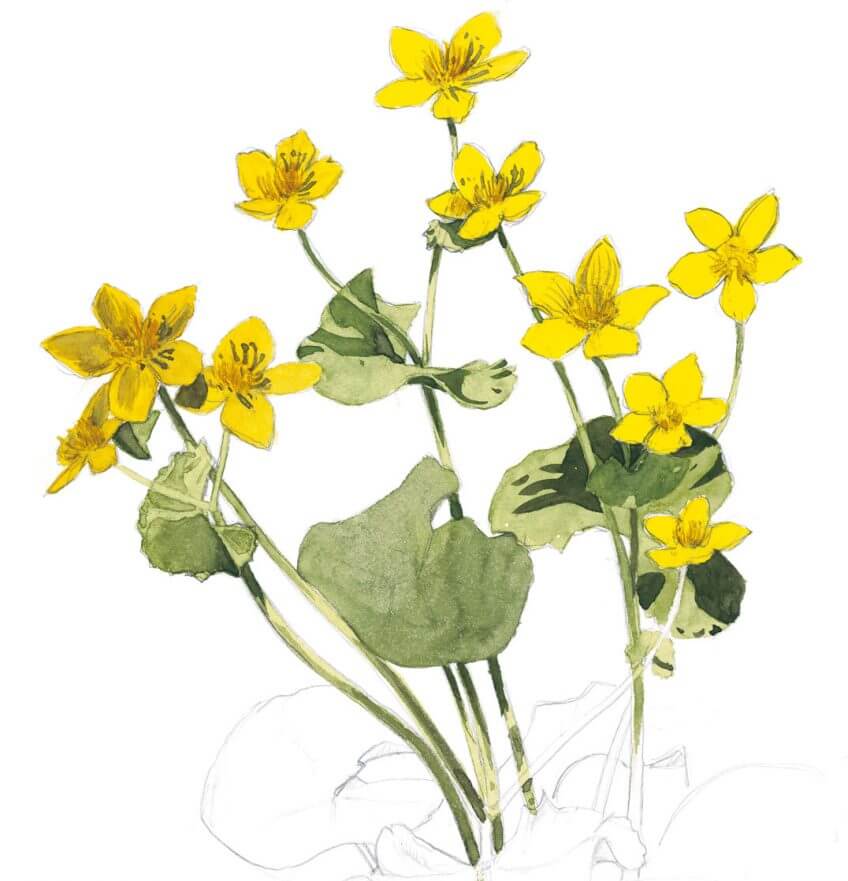 Cousin des renoncules, le toxique populage éclaire le printemps de ses grandes fleurs lumineuses. dessin Balade d'avril avec les feuilles et les fleurs - La Salamandre populage jaune