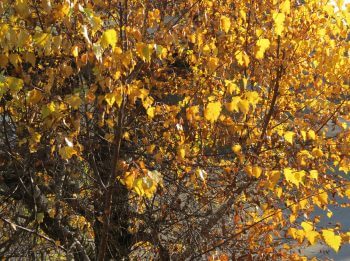 Balade de novembre, et les busards ? - La Salamandre arbre feuille