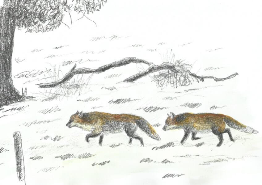 Renard voisin amoureux - La Salamandre