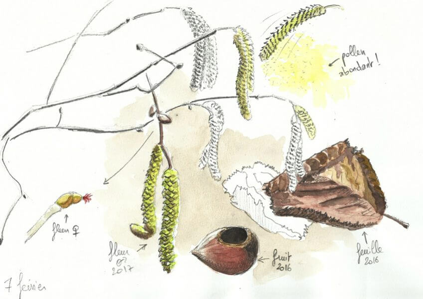 Le charme discret du noisetier