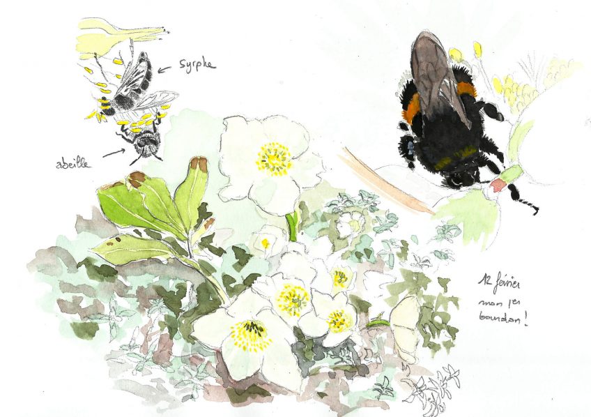 Une rose pour la reine bourdon - La Salamandre