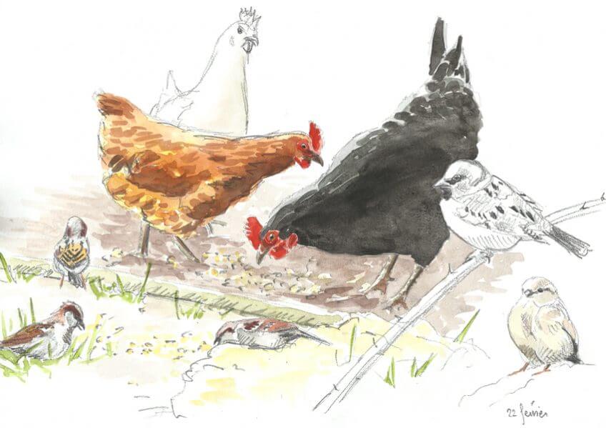 Les moineaux aiment les poules - La Salamandre