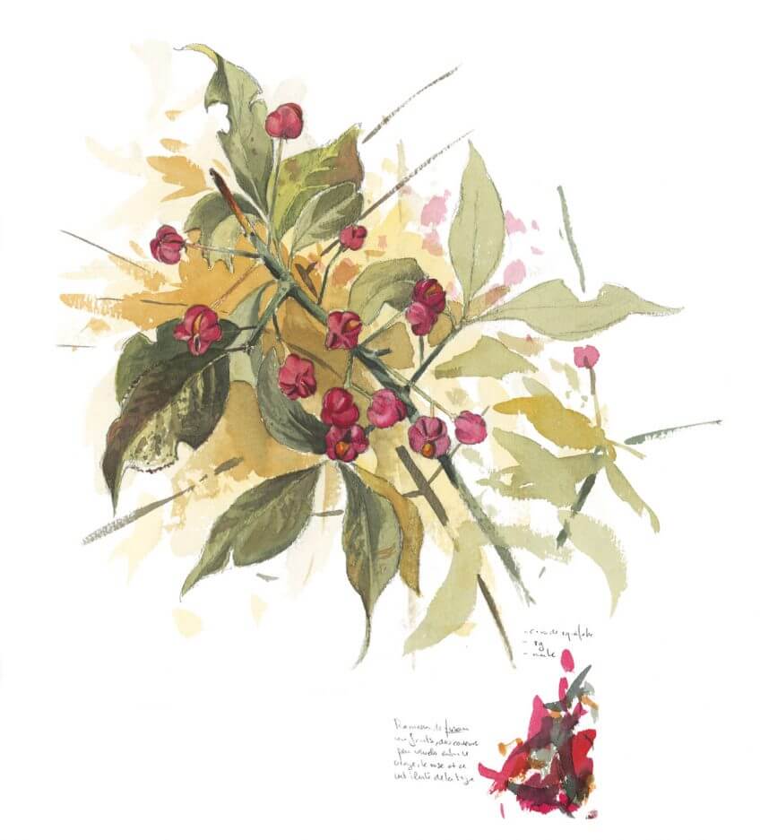 Discret tout l’été dans la haie, le fusain apparaît en automne couvert de fruits roses et orange. Attention : l’arbuste est toxique des fruits jusqu’à l’écorce ! Balade de septembre, tout en couleurs - La Salamandre dessin fusain