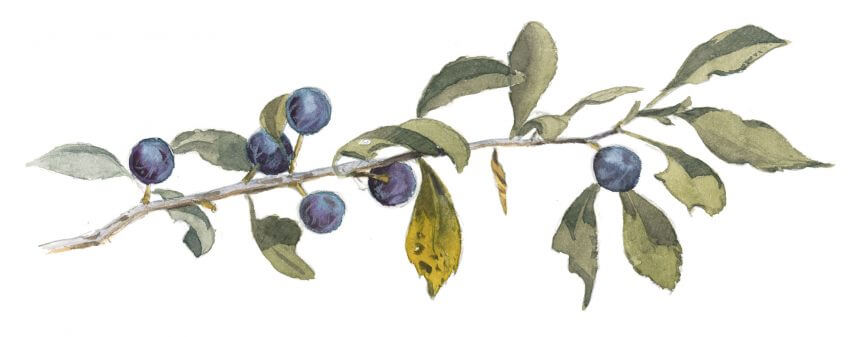 Drupes rondes recouvertes d’une buée cireuse, les fruits du prunellier sont irrésistibles. Attendez pour y goûter que les premières gelées atténuent leur âpreté. Balade de septembre, tout en couleurs - La Salamandre dessin prunellier
