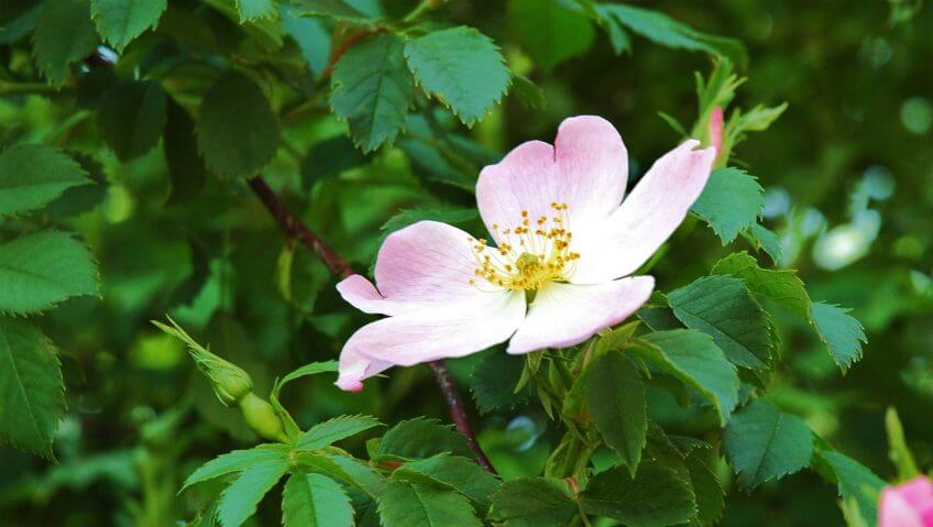 Eglantier en fleur eglantier fleur balade de juin, ça sent les foins - La Salamandre