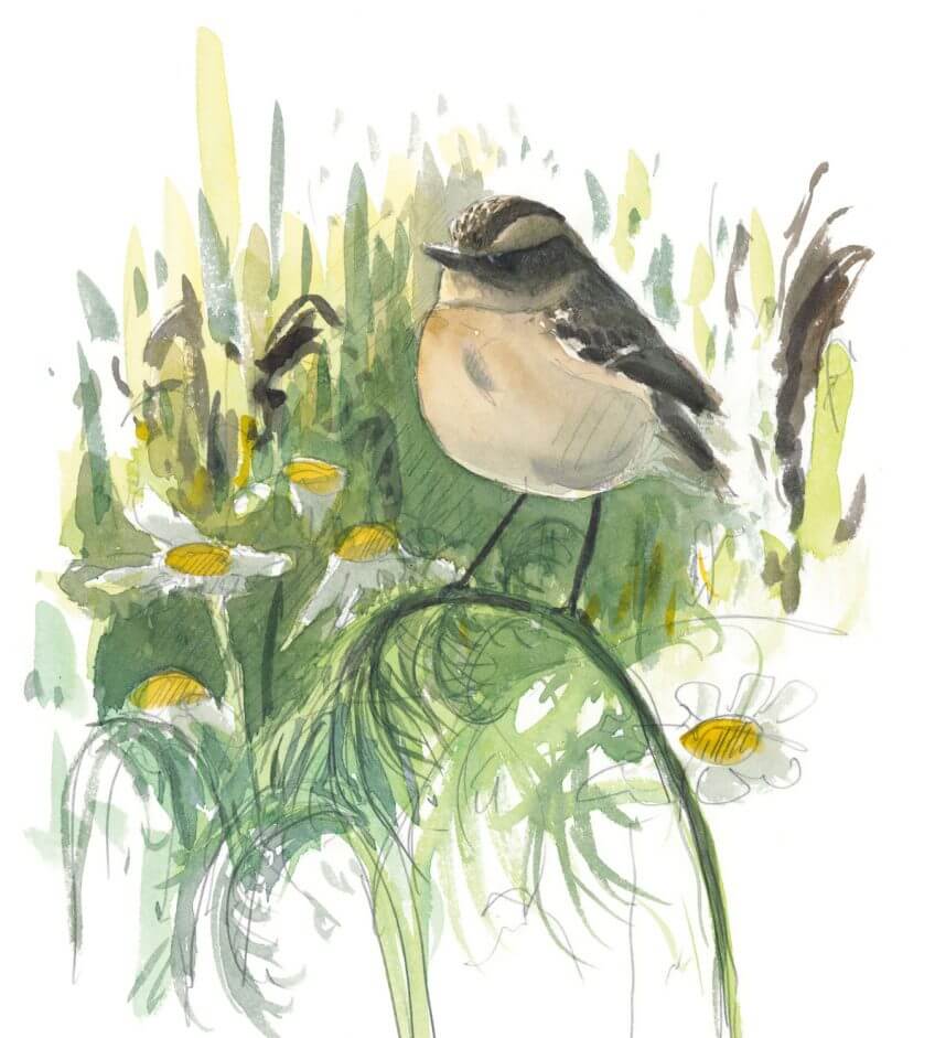 En août, les tariers des prés prennent la route du Sud. Celui-ci a choisi de s’arrêter dans une friche couverte de camomilles. dessin tarier des prés Balade d'août, déjà l'automne ? - La Salamandre