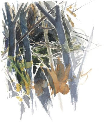 En période d'incubation, la merlette reste tapie dans son nid. Balade d'avril avec les feuilles et les fleurs - La Salamandre dessin merle nid