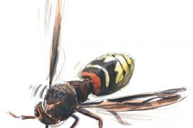 Frelon  / © Laurent Willenegger