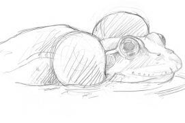 Grenouille verte / © Laurent Willenegger