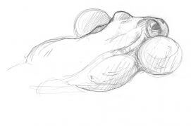 Grenouille verte / © Laurent Willenegger