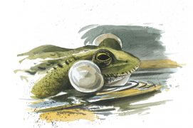 Grenouille verte / © Laurent Willenegger