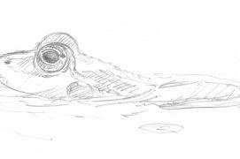 Grenouille verte / © Laurent Willenegger