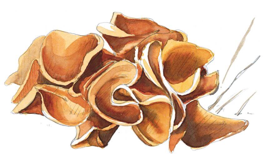 La pézize orangée émerge d’un sol nu et argileux. Ce champignon comestible mais pas très goûteux a besoin de lumière pour développer sa couleur spectaculaire : il fréquente petites clairières et coupes forestières. Balade d'octobre avec mille épices - La Salamandre dessin champignon