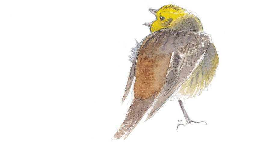 Balade de février, ambiance oiseaux - La Salamandre