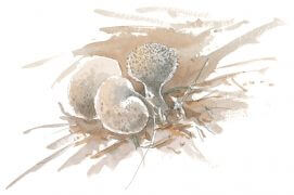 La vesse-de-loup
perlée pousse partout en forêt. Sa tête en forme de poire se mange jeune. A maturité, elle se dégonfle en libérant une poussière de spores. / © Laurent Willenegger