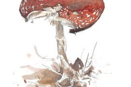 L’amanite tue-mouche ou fausse oronge en pleine gloire… en attendant la décrépitude. / © Laurent Willenegger