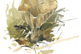 Le lactaire de l’épicéa doit son nom au lien indispensable que ce champignon entretient sous terre avec son arbre. / © Laurent Willenegger