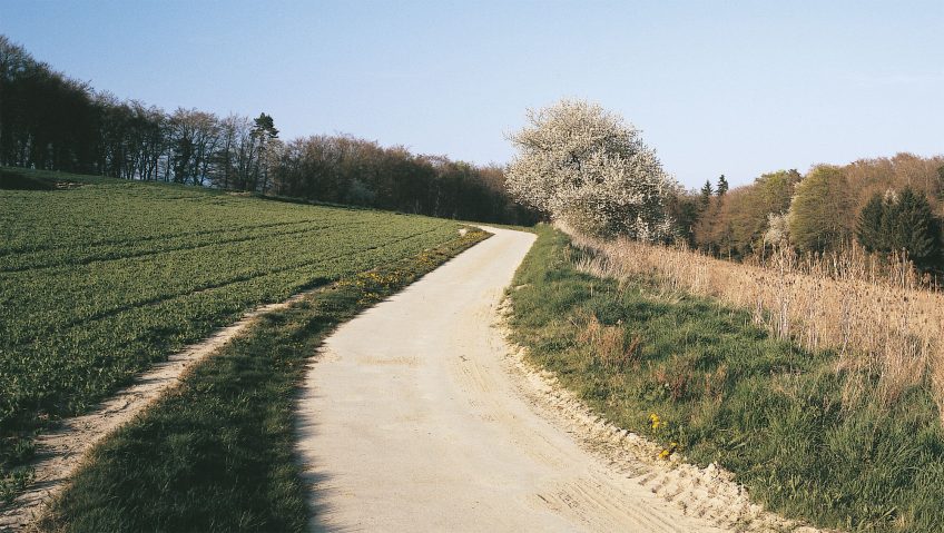 Balade d'avril avec les feuilles et les fleurs - La Salamandre sentier