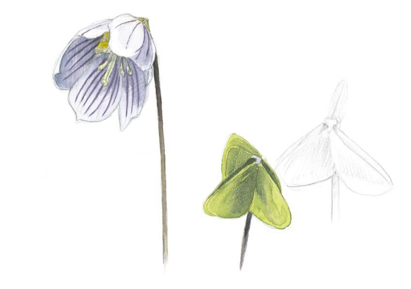 Les clochettes de l'oxalis s’ouvrent et se ferment délicatement selon la luminosité. Balade d'avril avec les feuilles et les fleurs - La Salamandre dessin oxalis fleur