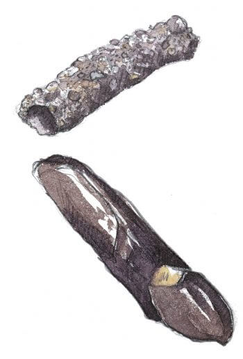 Balade de février, ambiance oiseaux - La Salamandre