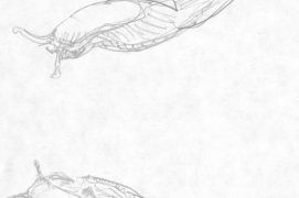 Limaces acrobates, passant d'herbe en herbe.  / © Laurent Willenegger