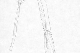 Limaces acrobates, passant d'herbe en herbe.  / © Laurent Willenegger