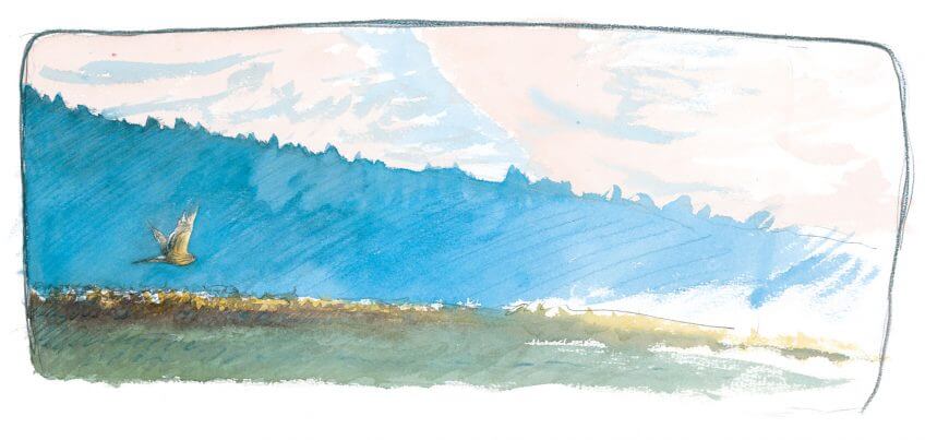 Longues ailes, longue queue, vol habile au ras du sol, c’est un véritable délice que de suivre dans ses jumelles la chasse d’un busard Saint-Martin. Balade de décembre, au douxième matin - La Salamandre dessin busard