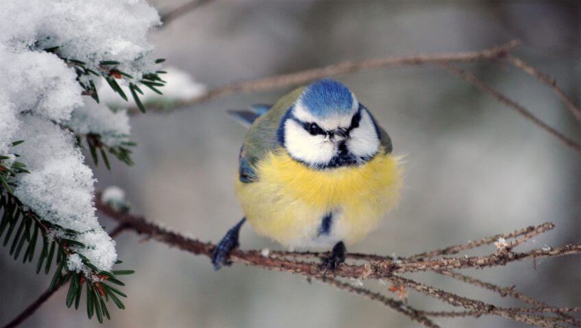 Mésange en hiver Balade de janvier, au début était le vent - La Salamandre