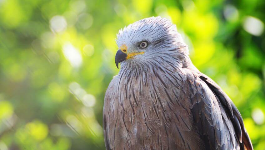 Milan noir milan noir portrait