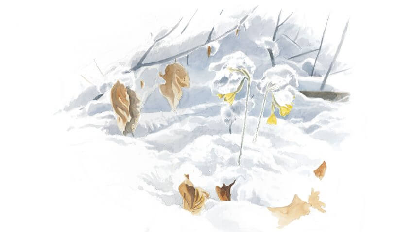 dessin Balade de mars, coup de froid - La Salamandre