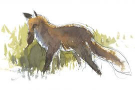 Renard et son campagnol / © Laurent Willenegger