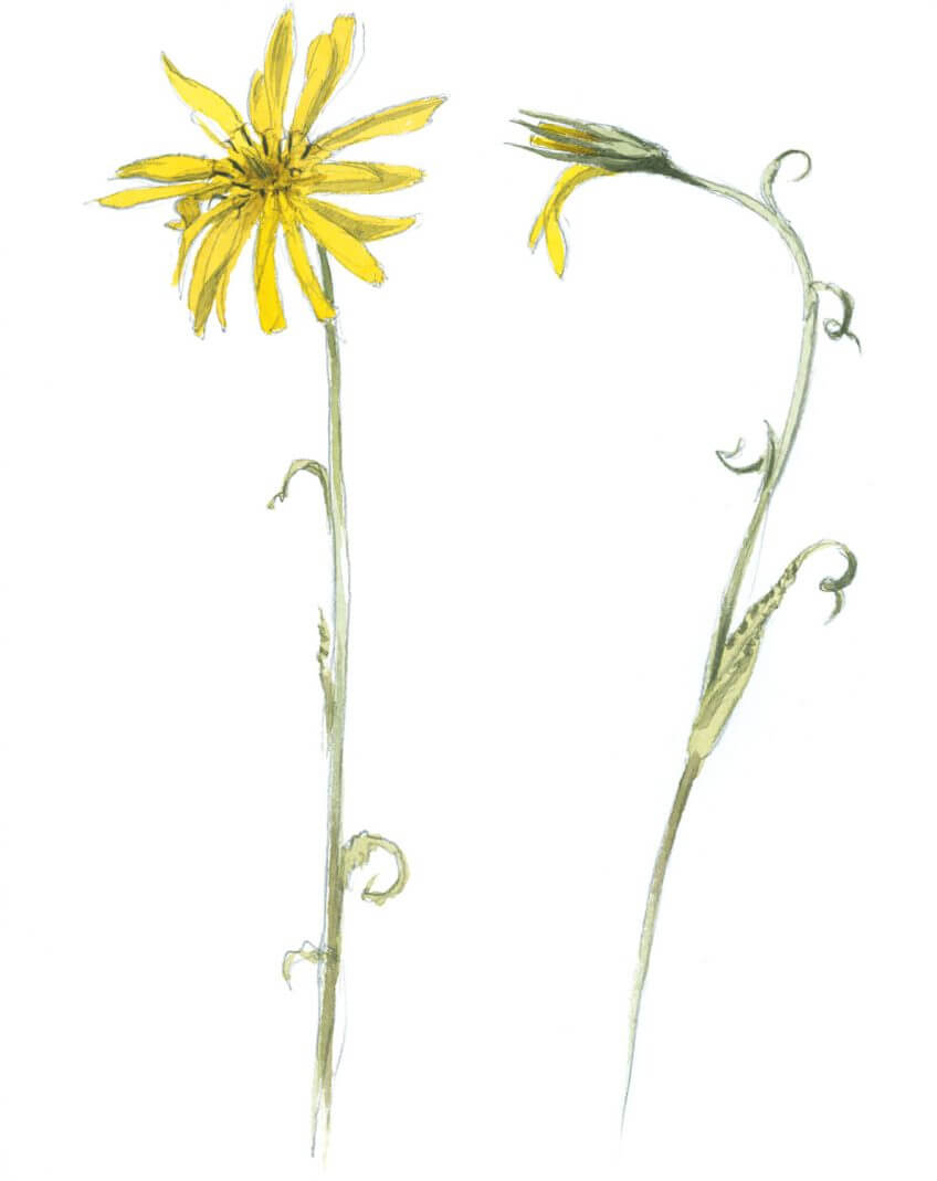 Salsifis des prés Balade de mai, ivres de vie - La Salamandre dessin salsifis des prés fleur