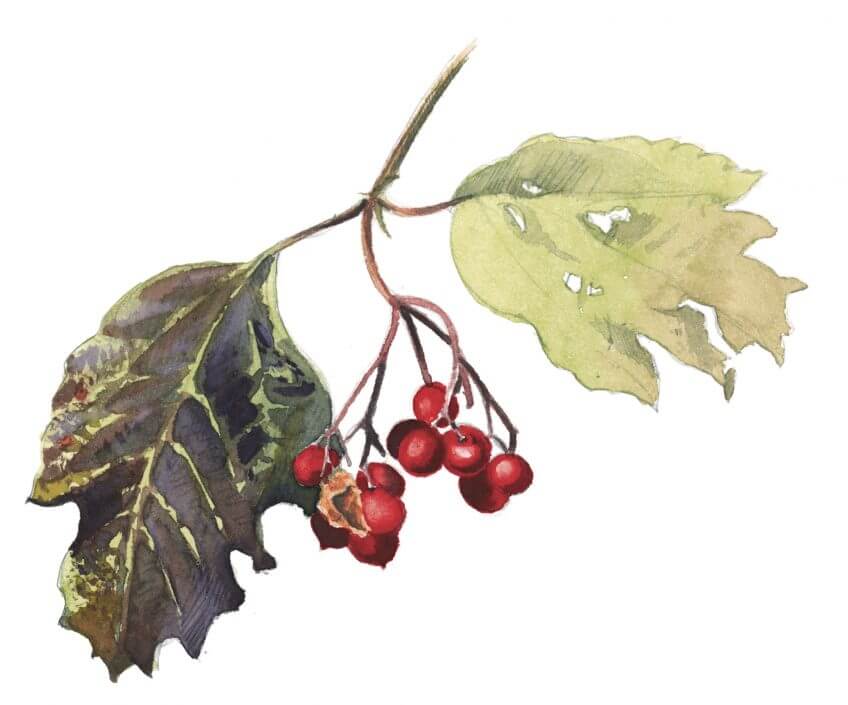 Ses feuilles découpées rappellent un érable. Ses fleurs en ombelles blanches, puis ses baies rouge vif désignent à coup sûr la viorne obier, joli buisson aux friandises toxiques pour nous. Balade de septembre, tout en couleurs - La Salamandre dessin viorne