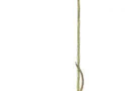 Silène fleur de coucou / © Laurent Willenegger