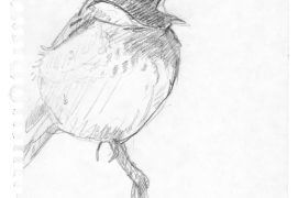 Tarier pâtre / © Laurent Willenegger